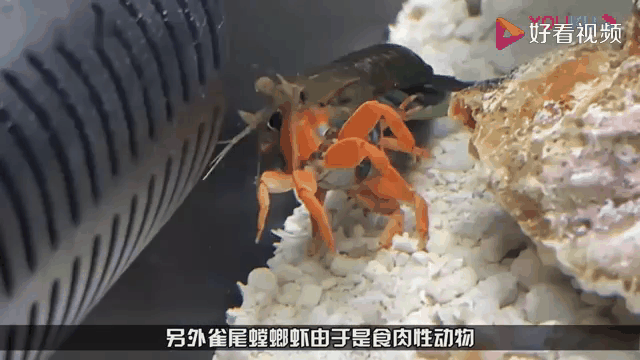 无虾井深海生物团积狂暴袭击海鲜养殖基地